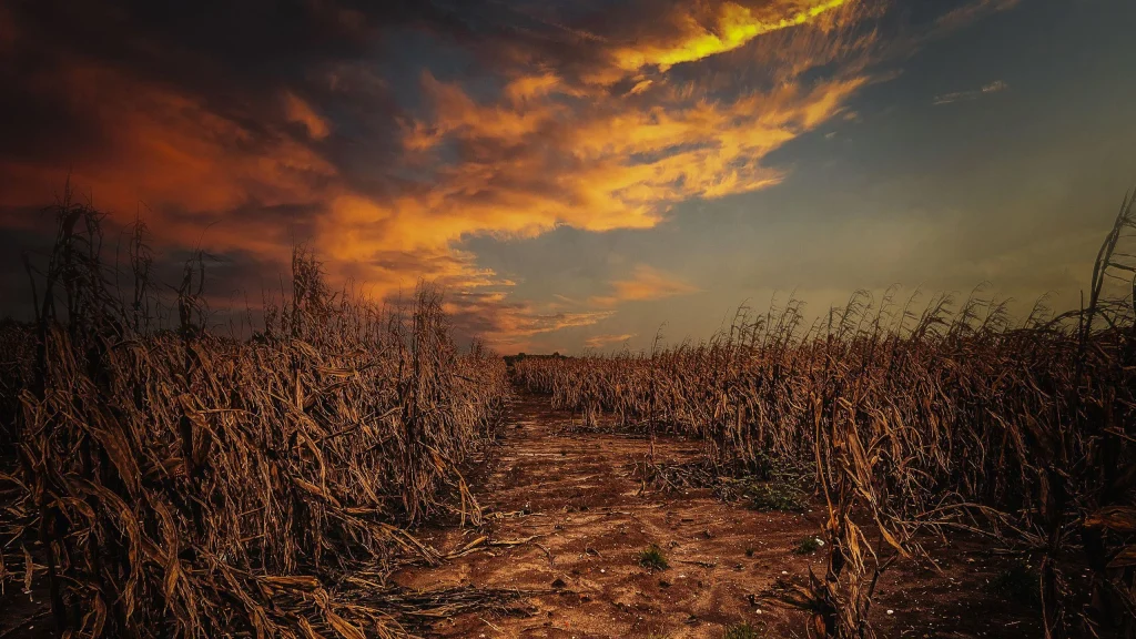 La ONU alerta sobre incremento de inseguridad alimentaria en América Latina ante el impacto de “El Niño”